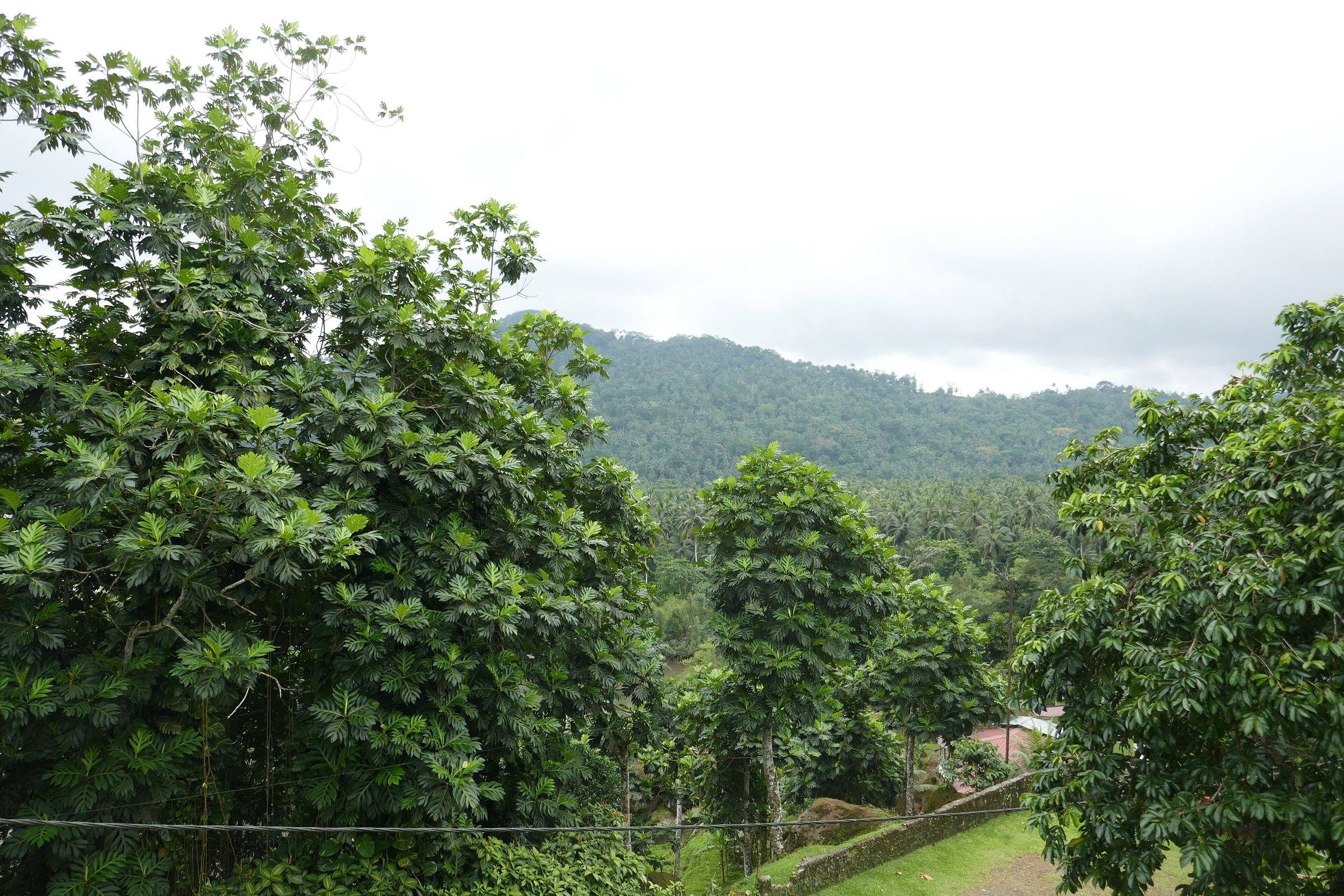 Forested hills near São João dos Angolares
