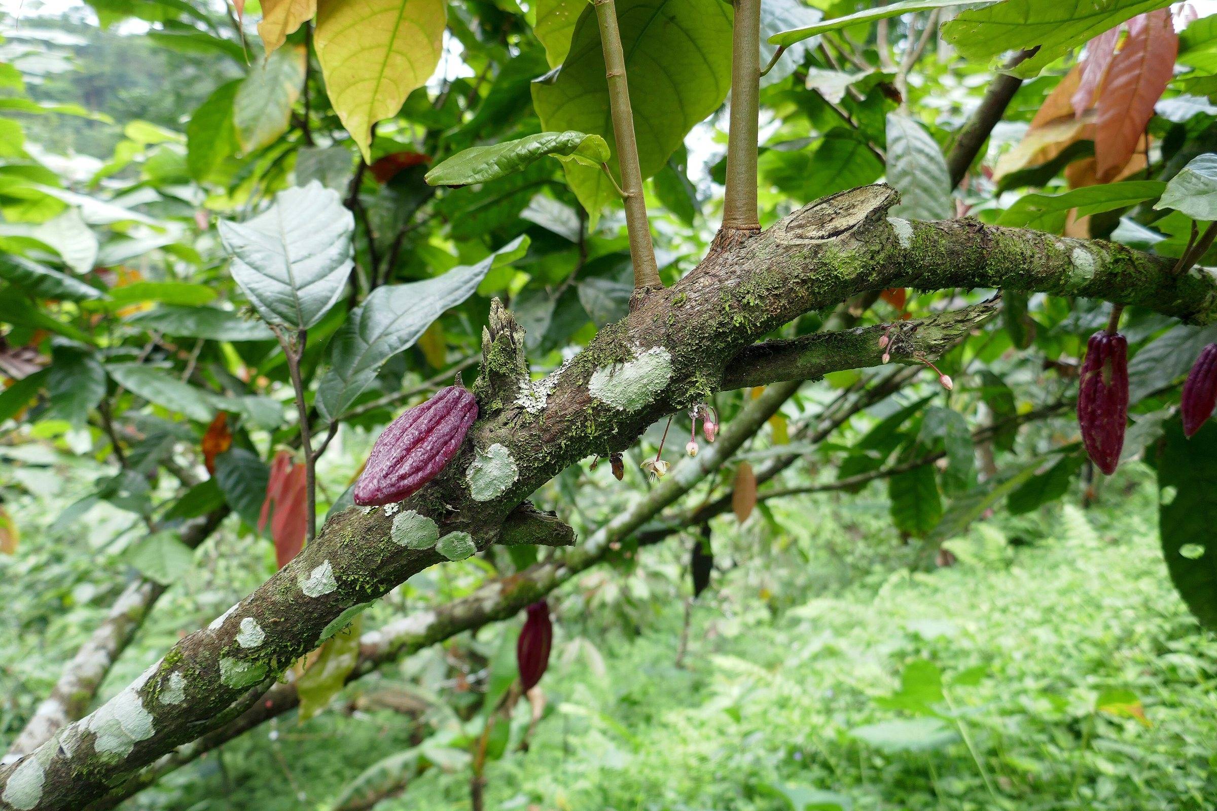 Red and green cacao pods growing on a branch in a São Tomé plantation
