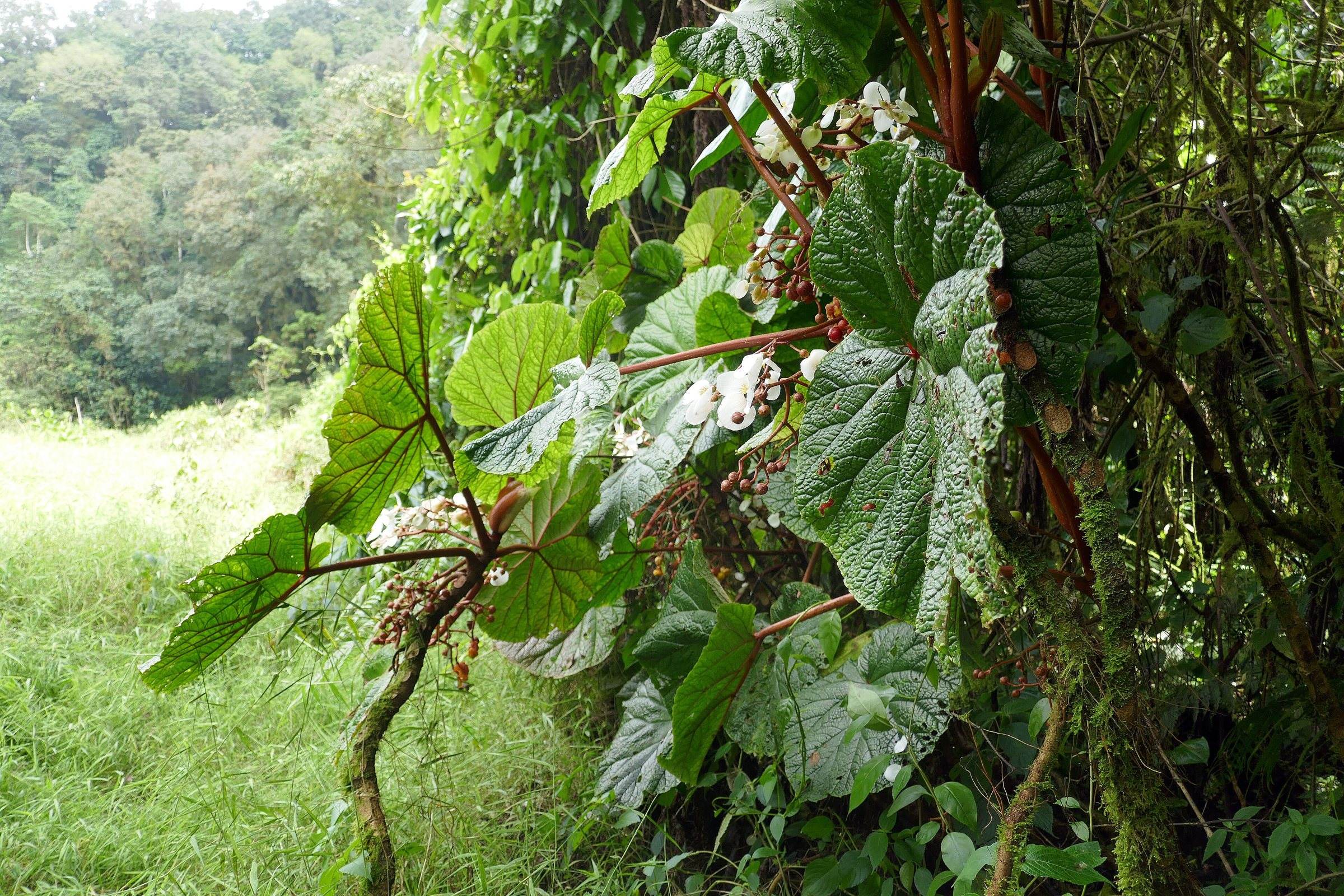 Large begonia leaves in the cloud forest near Lagoa Amélia