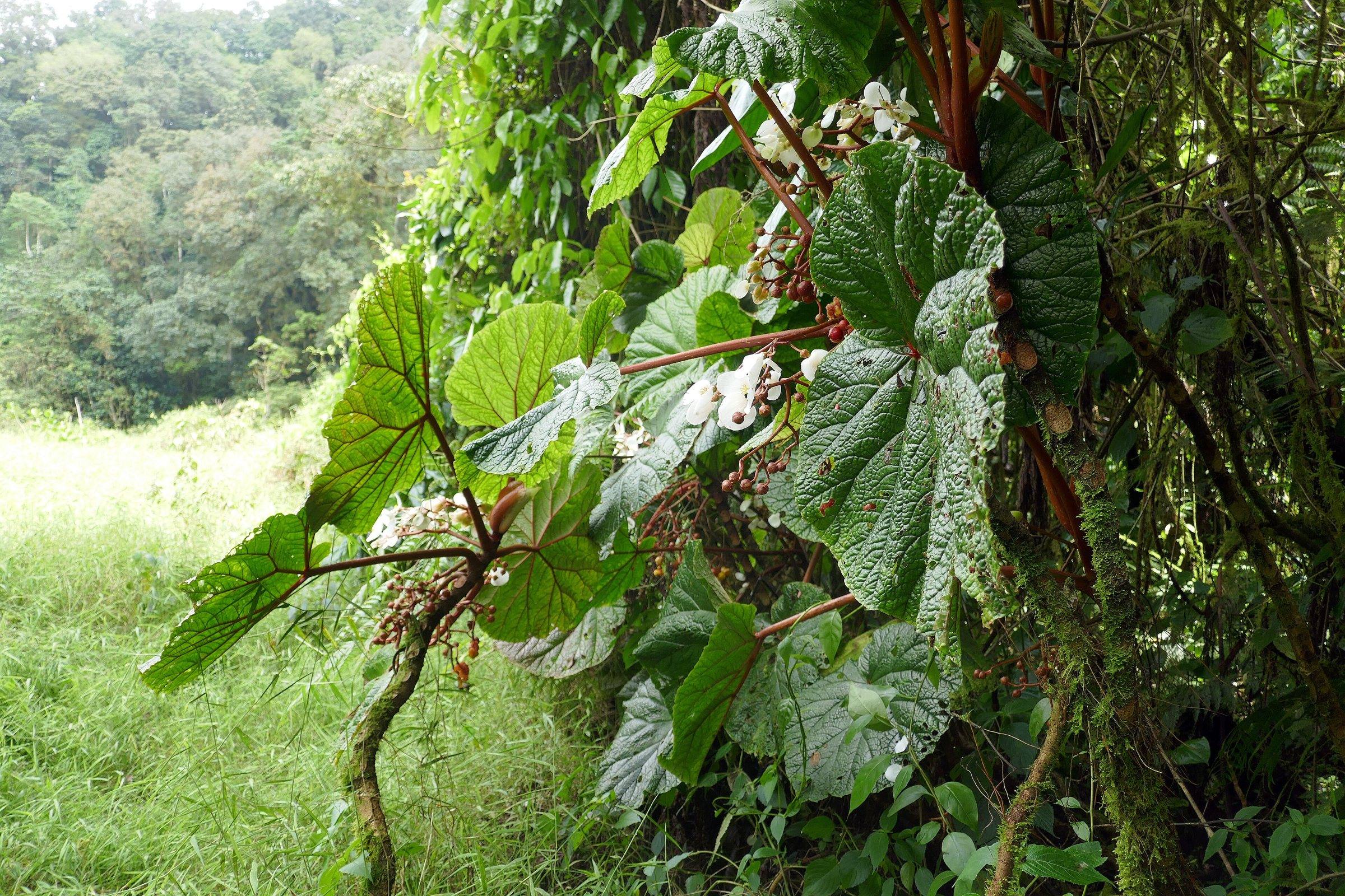 Begonias in the cloud forest near Lagoa Amélia