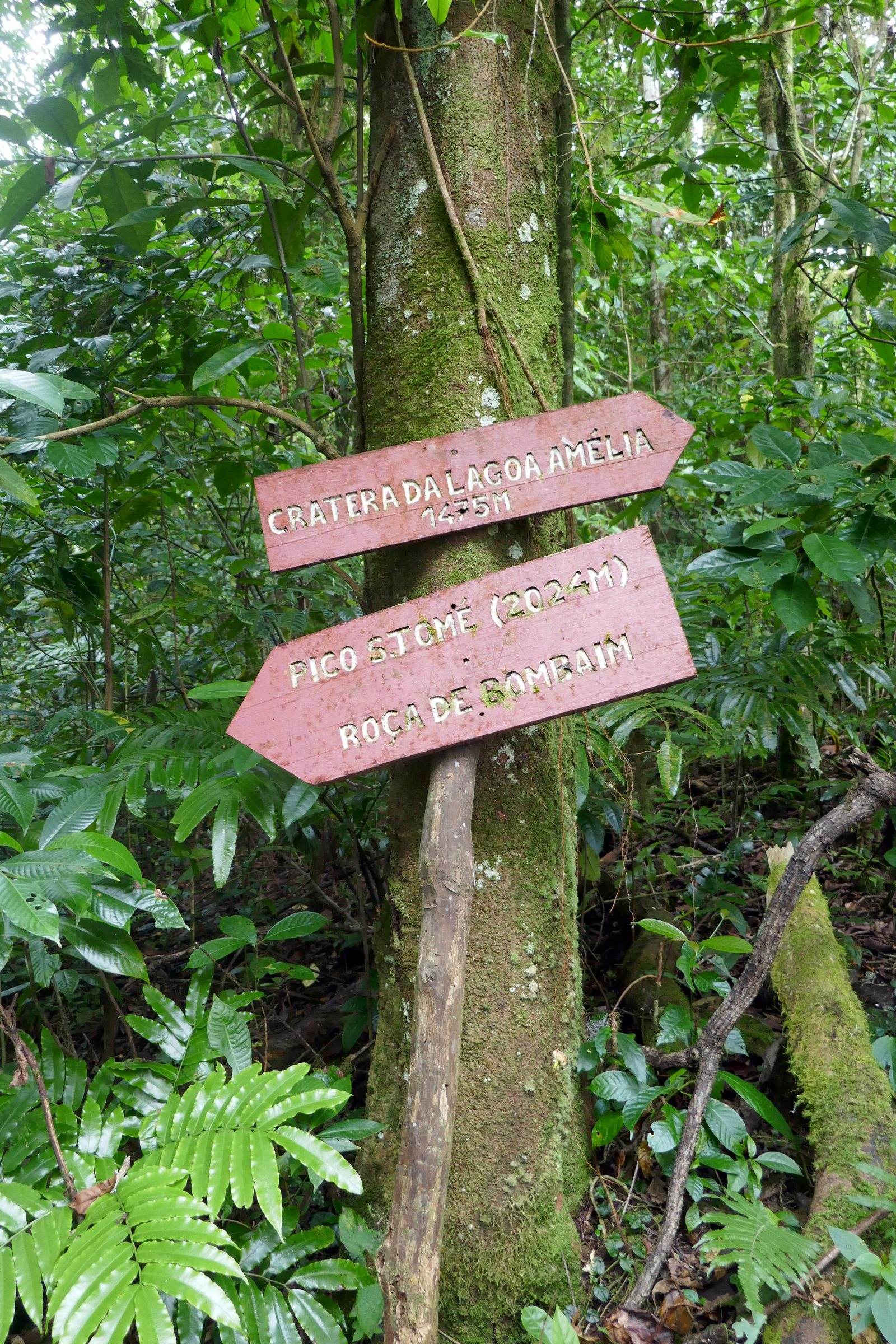 A hand-painted trail sign nailed to a tree in the forest near Lagoa Amélia