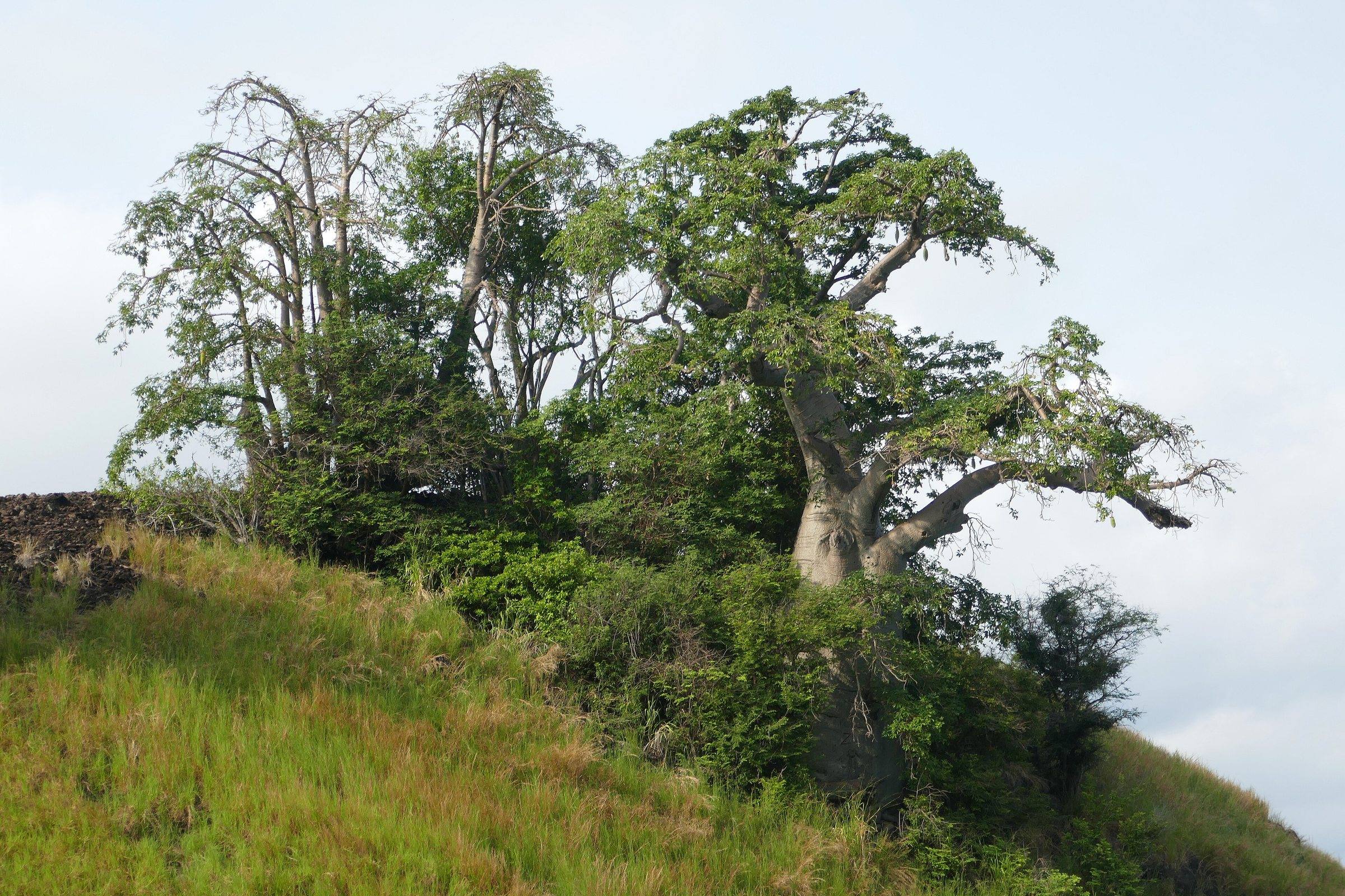 Baobab trees on a grassy slope above the sea at Lagoa Azul