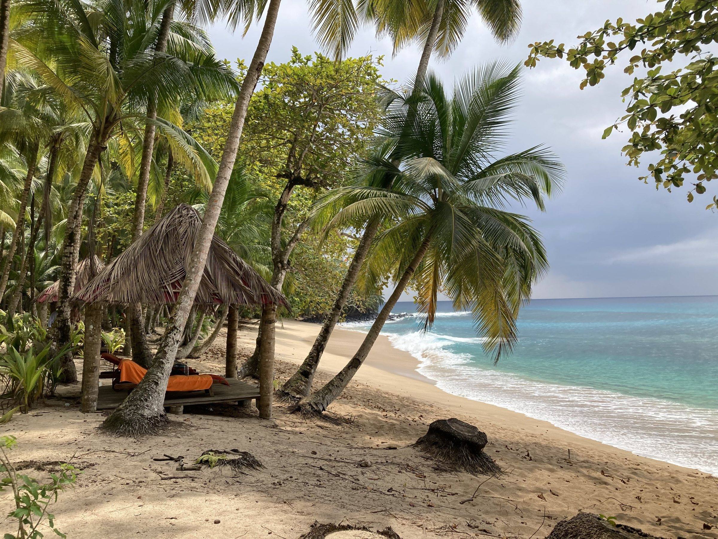 Palm trees and a thatched shelter above the sand at Praia Banana