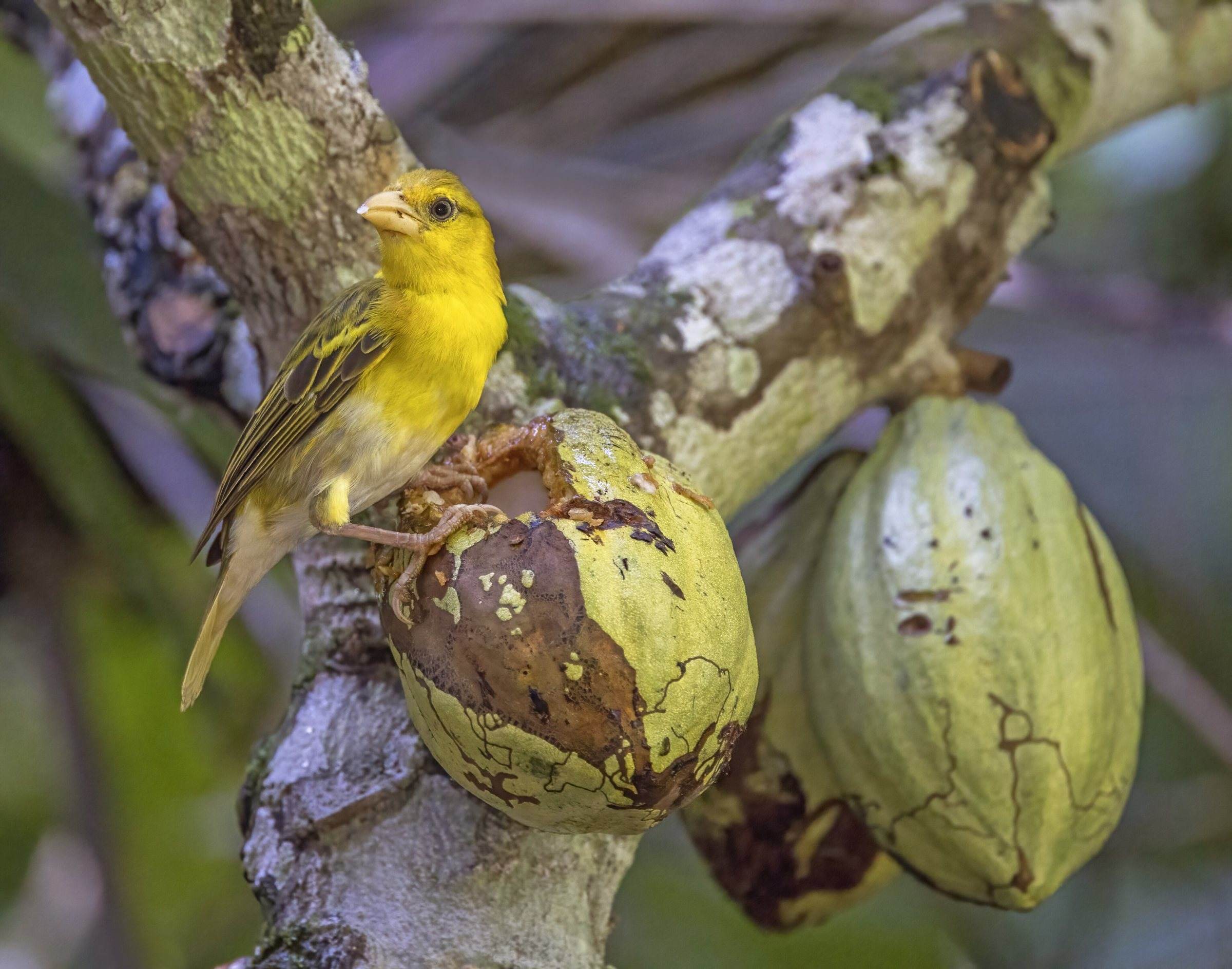 A yellow Príncipe golden weaver perched on cacao pods