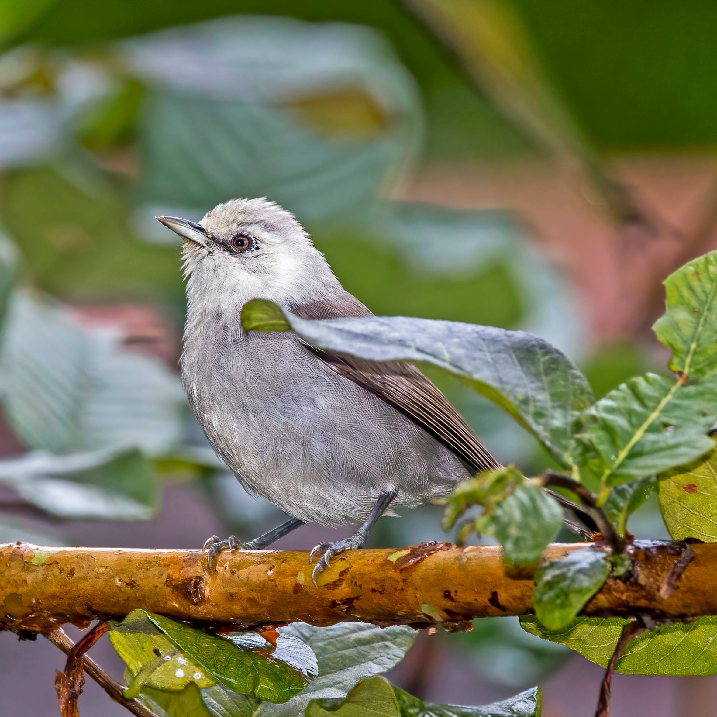 A Príncipe speirops on a branch