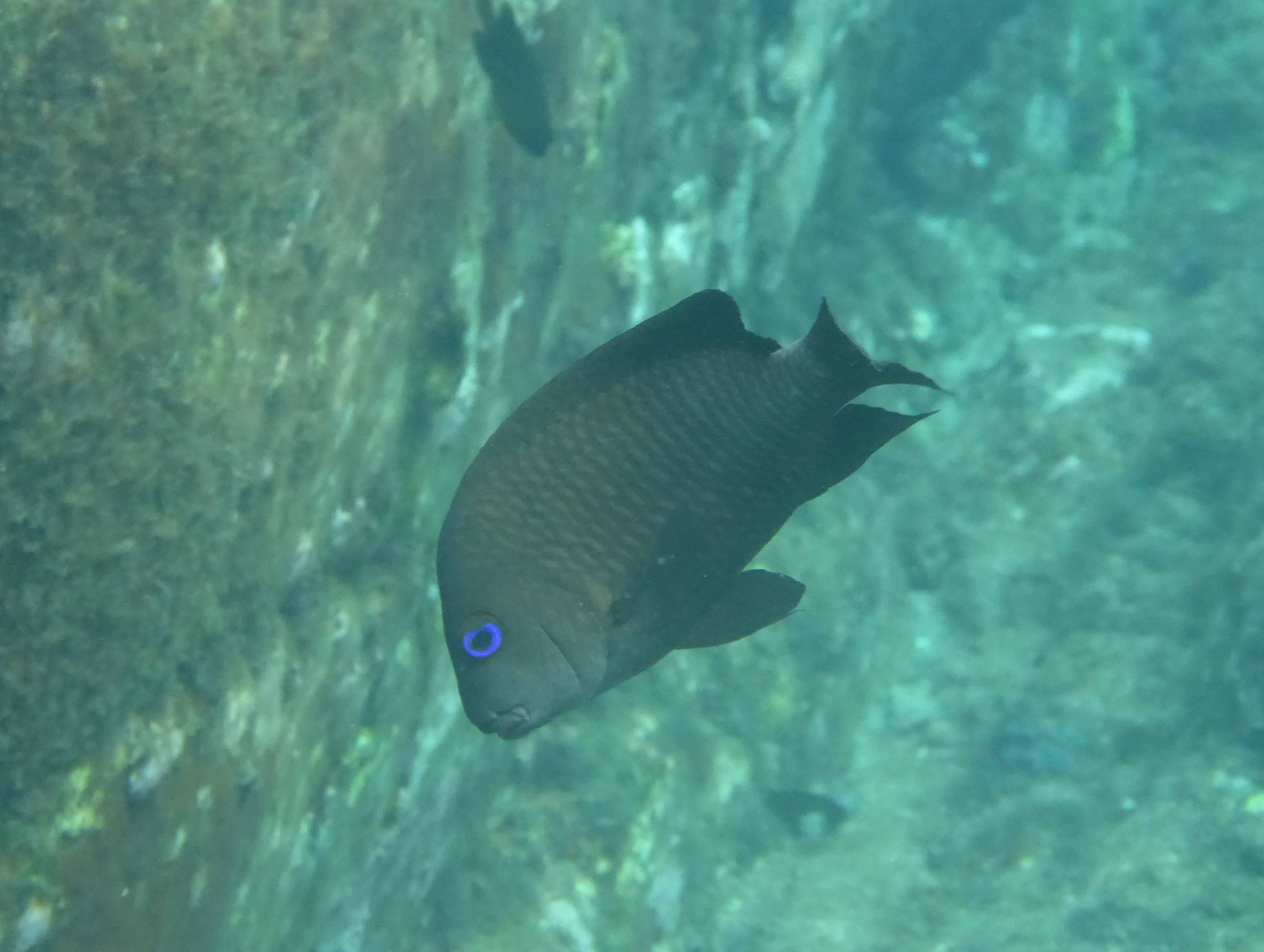 A dark damselfish with a bright blue eye ring over a reef