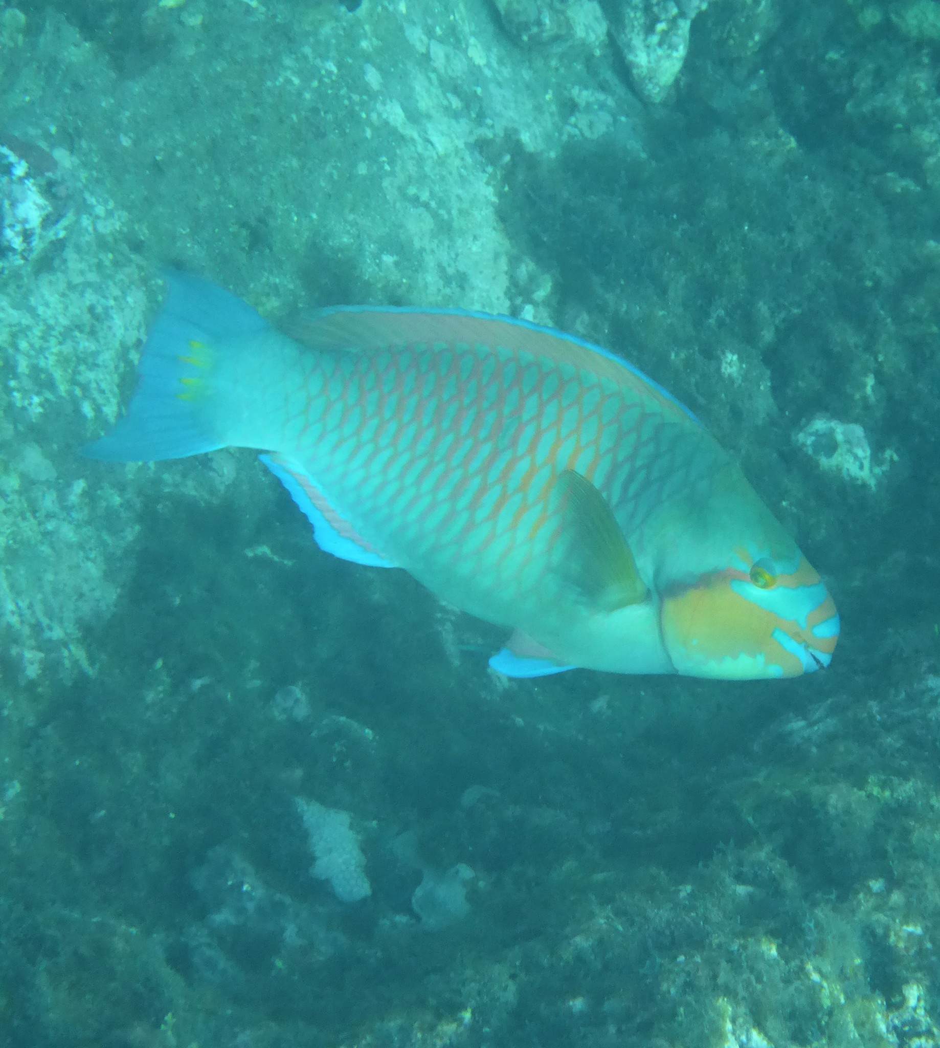 A parrotfish swimming over a reef off Bom Bom, Príncipe