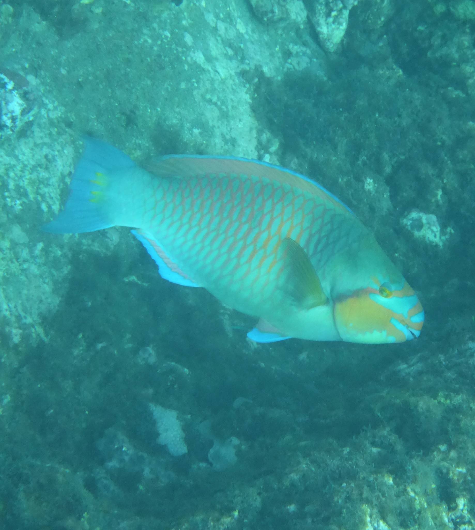 A parrotfish over a reef off Bom Bom, Príncipe