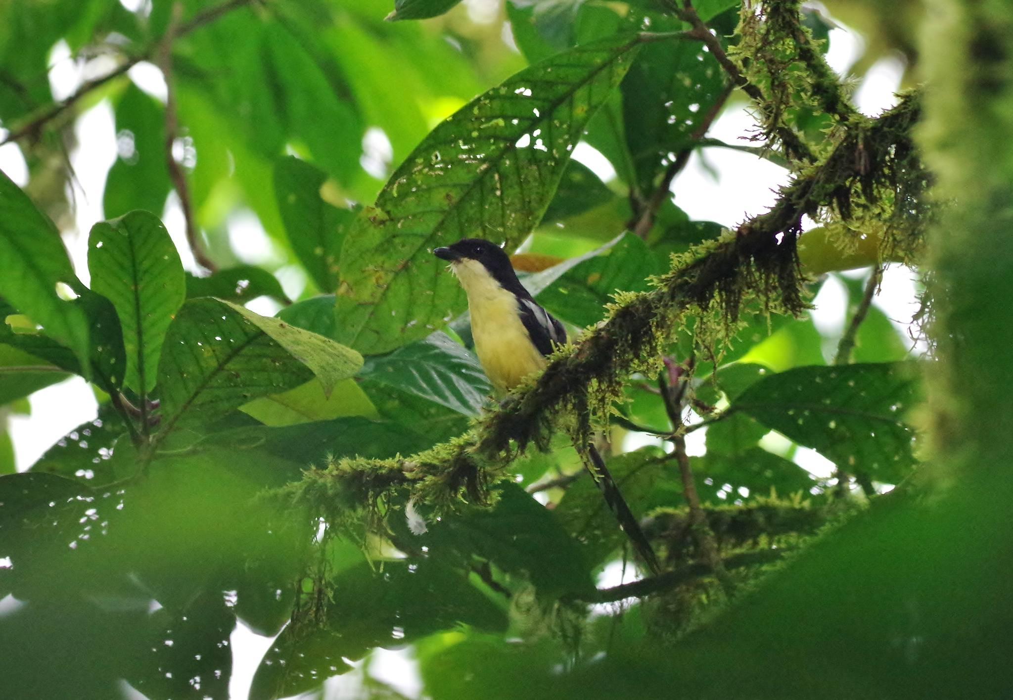 A São Tomé fiscal shrike among leaves