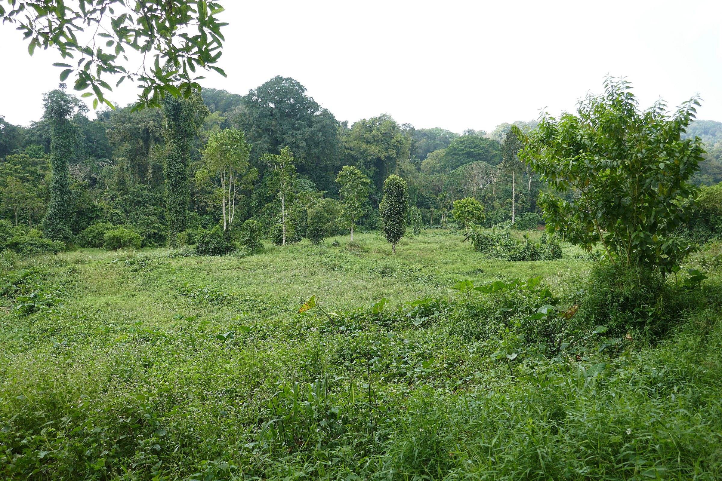 Forested hills of São Tomé island under cloud